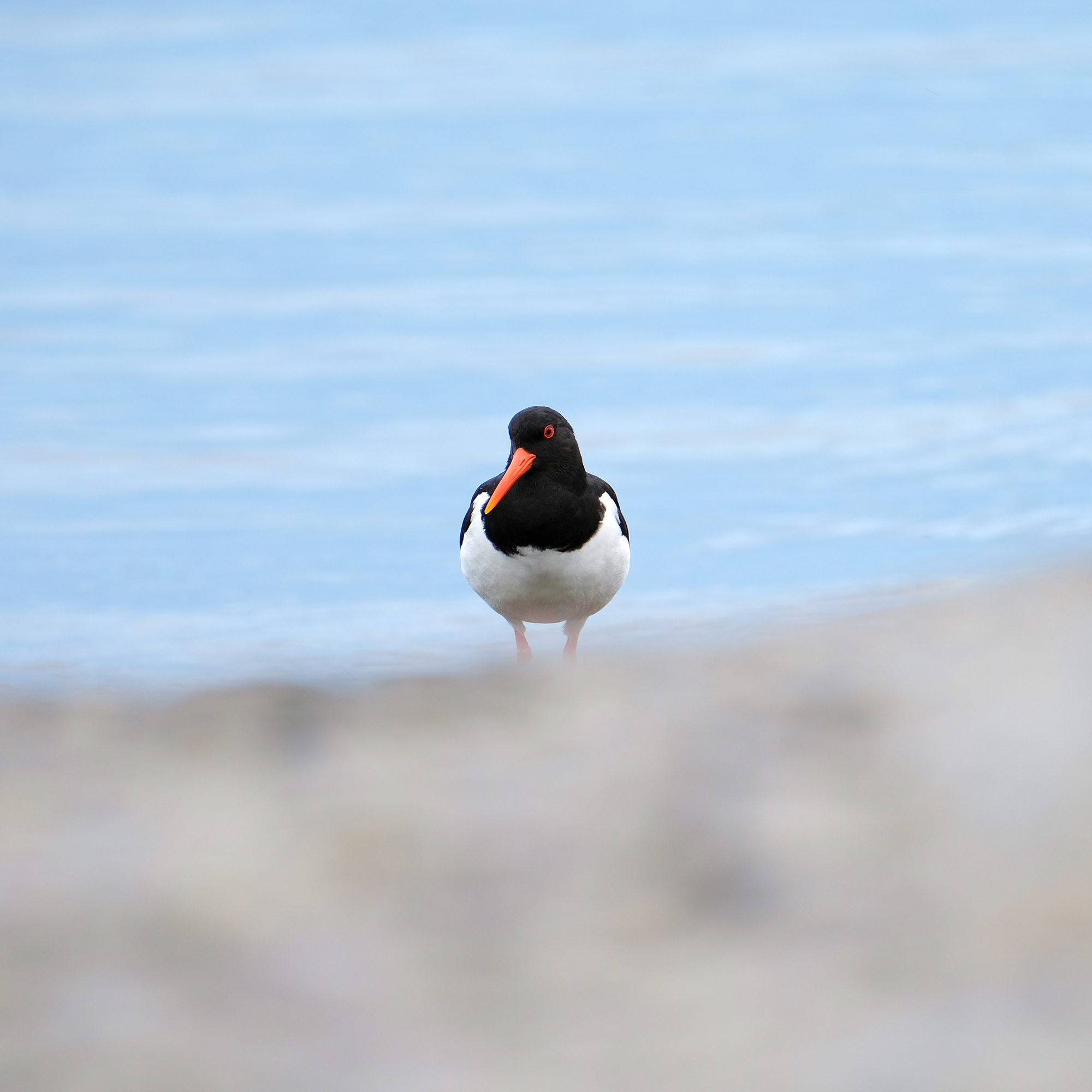 Oystercatcher