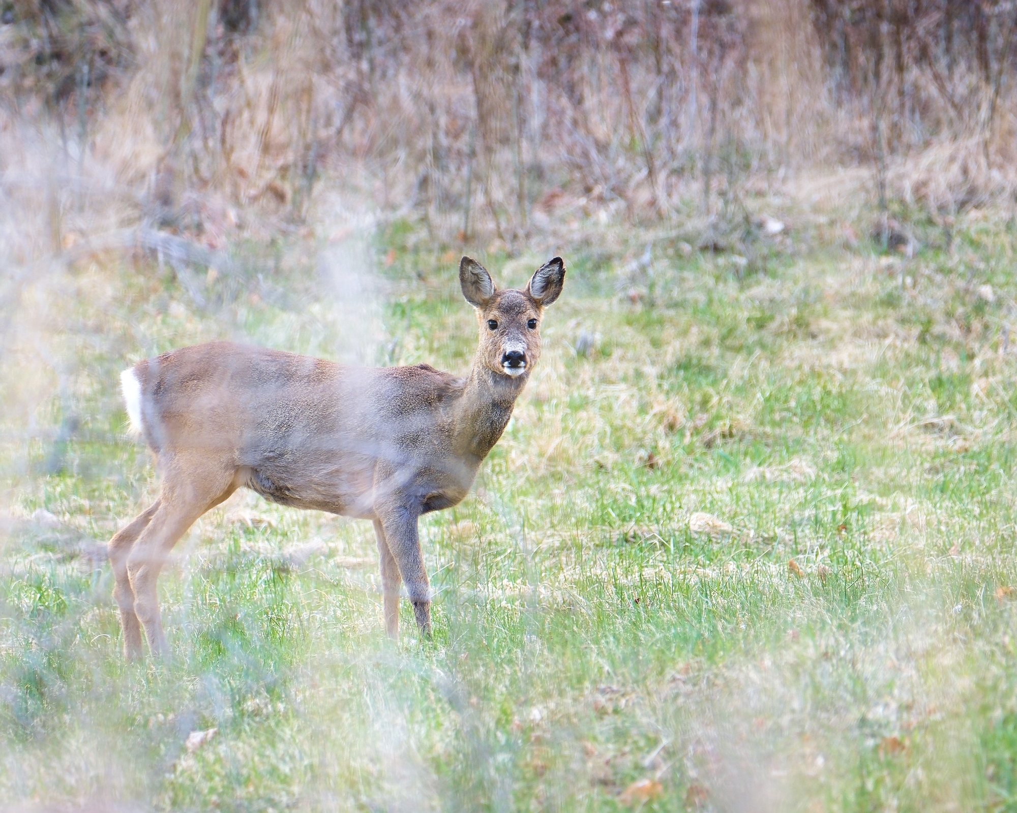 Roe deer