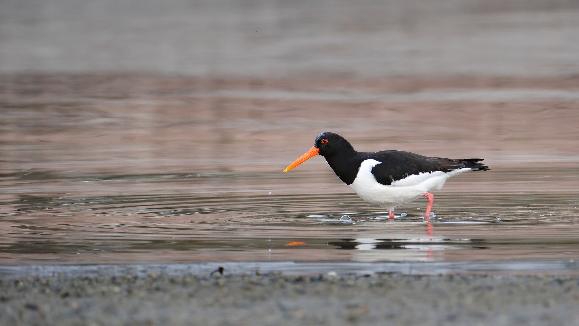 Oystercatcher