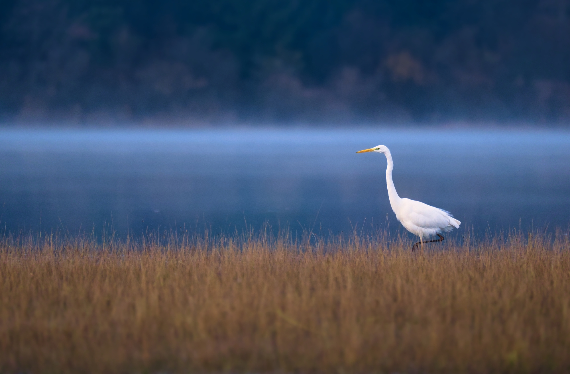 Great egret