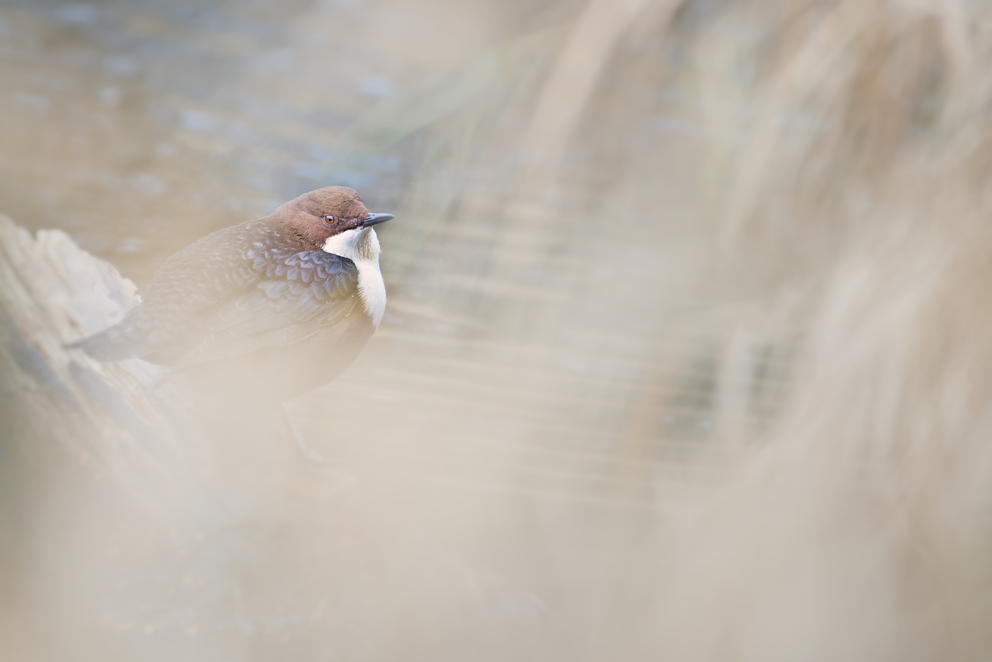 White-throated dipper