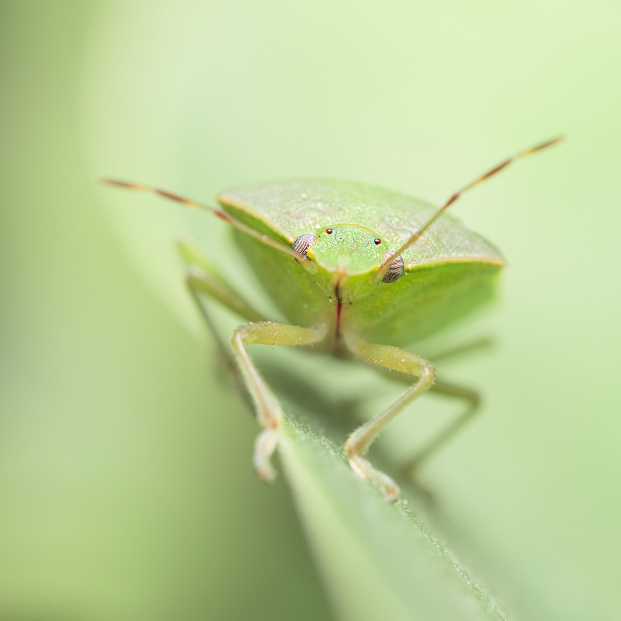 Green stink bug