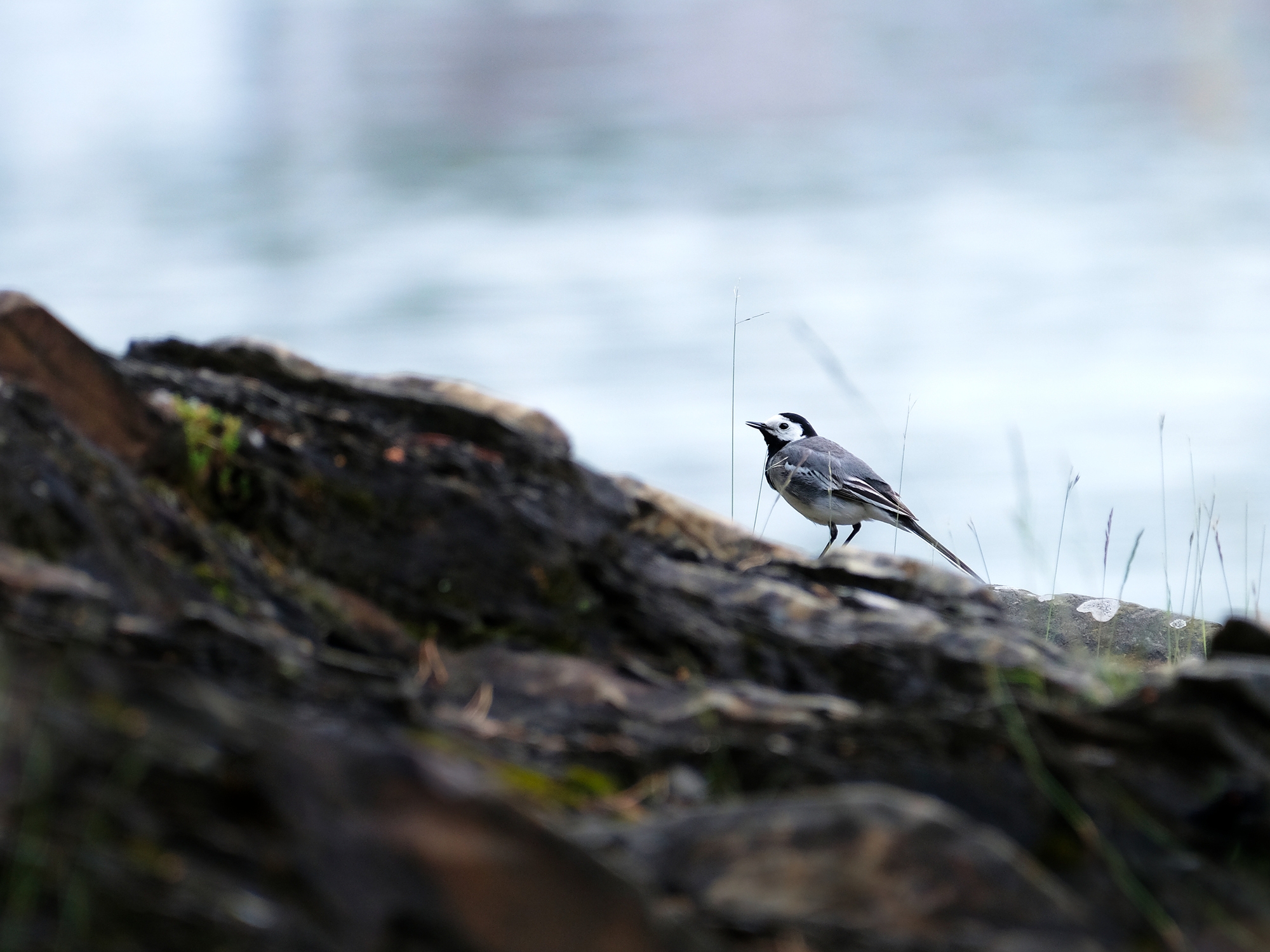 White wagtail