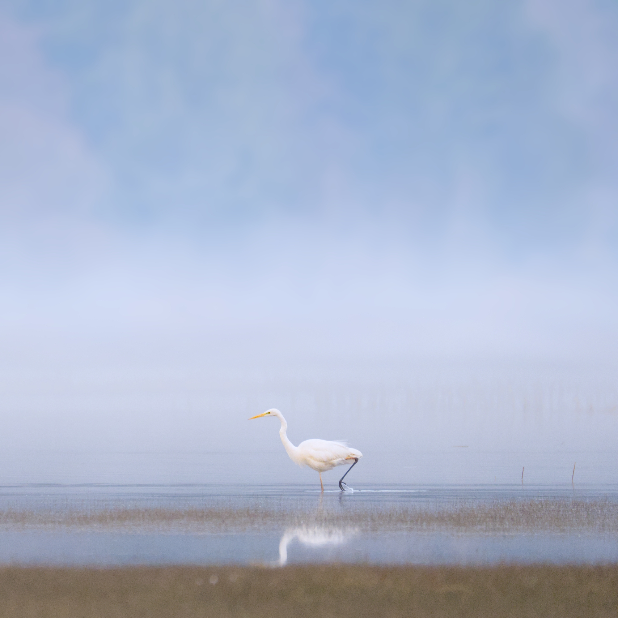 Great egret