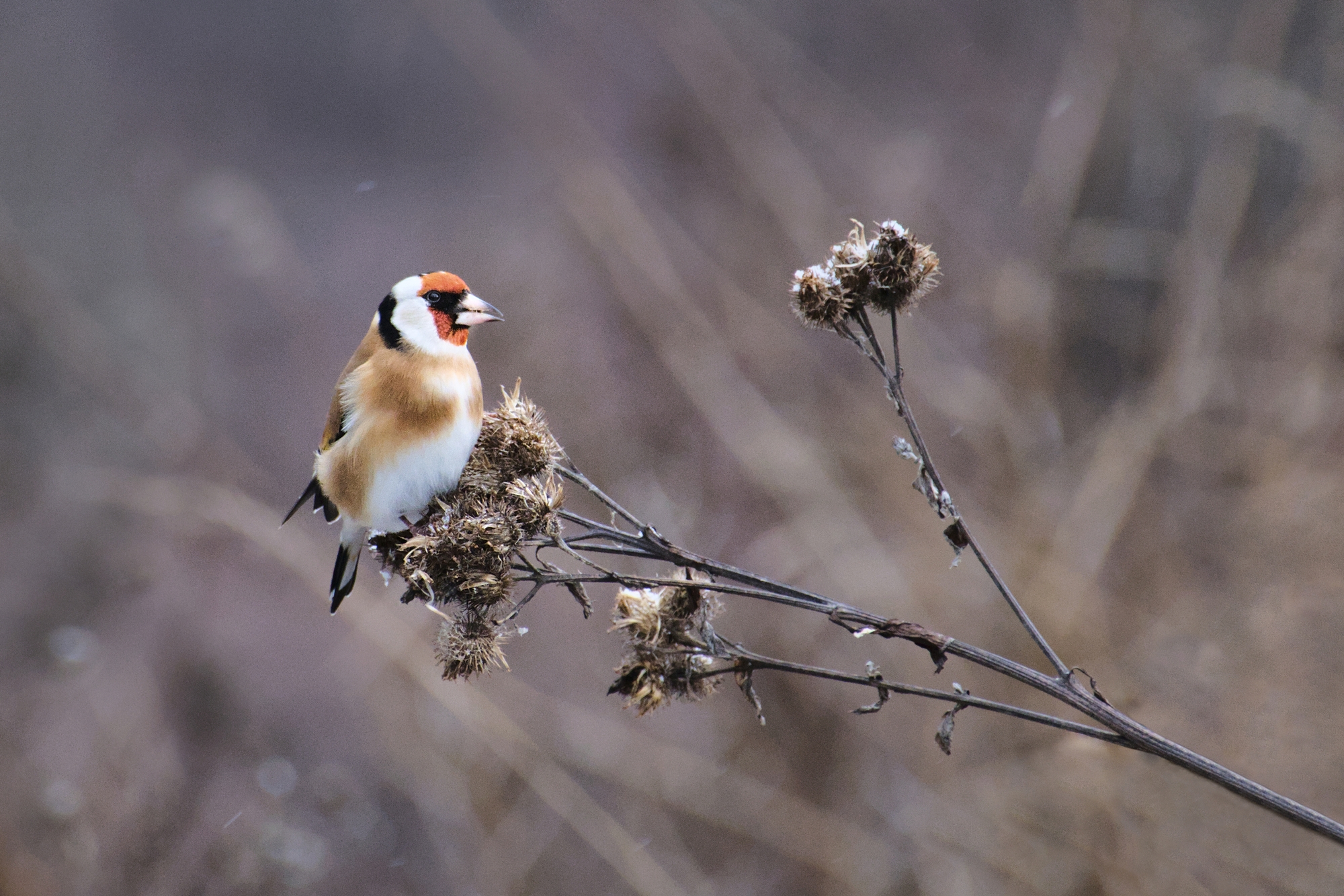 European goldfinch