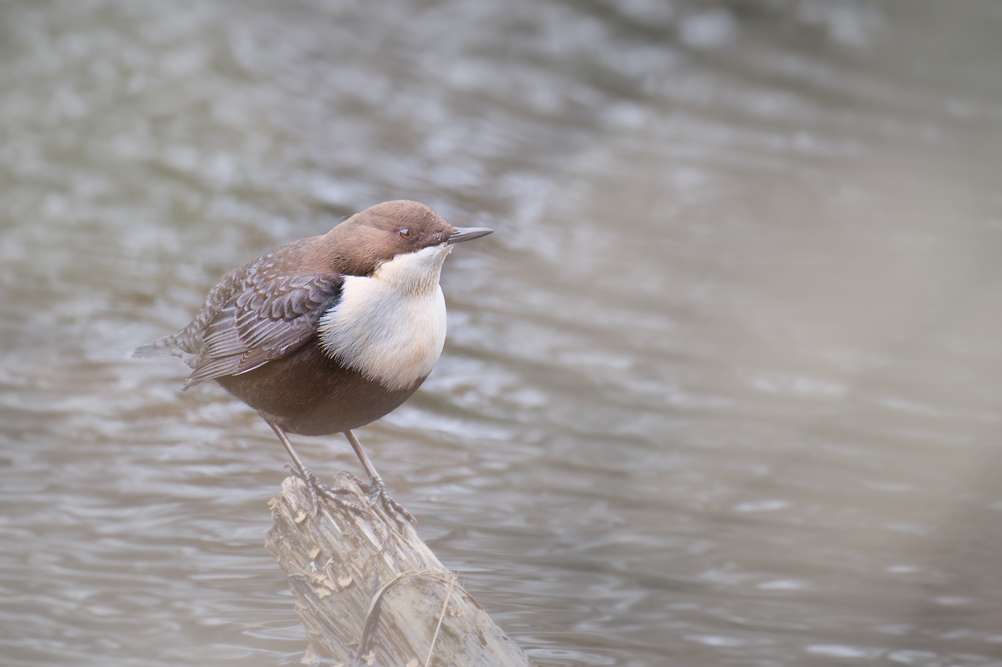 White-throated dipper